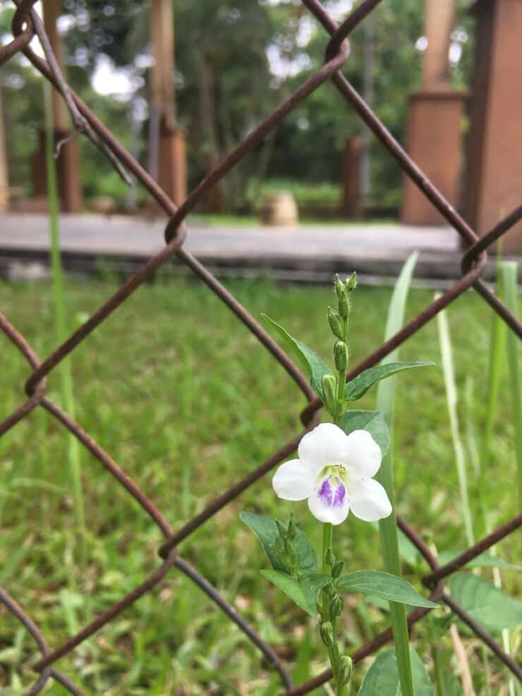 onde comprar cerca para jardim