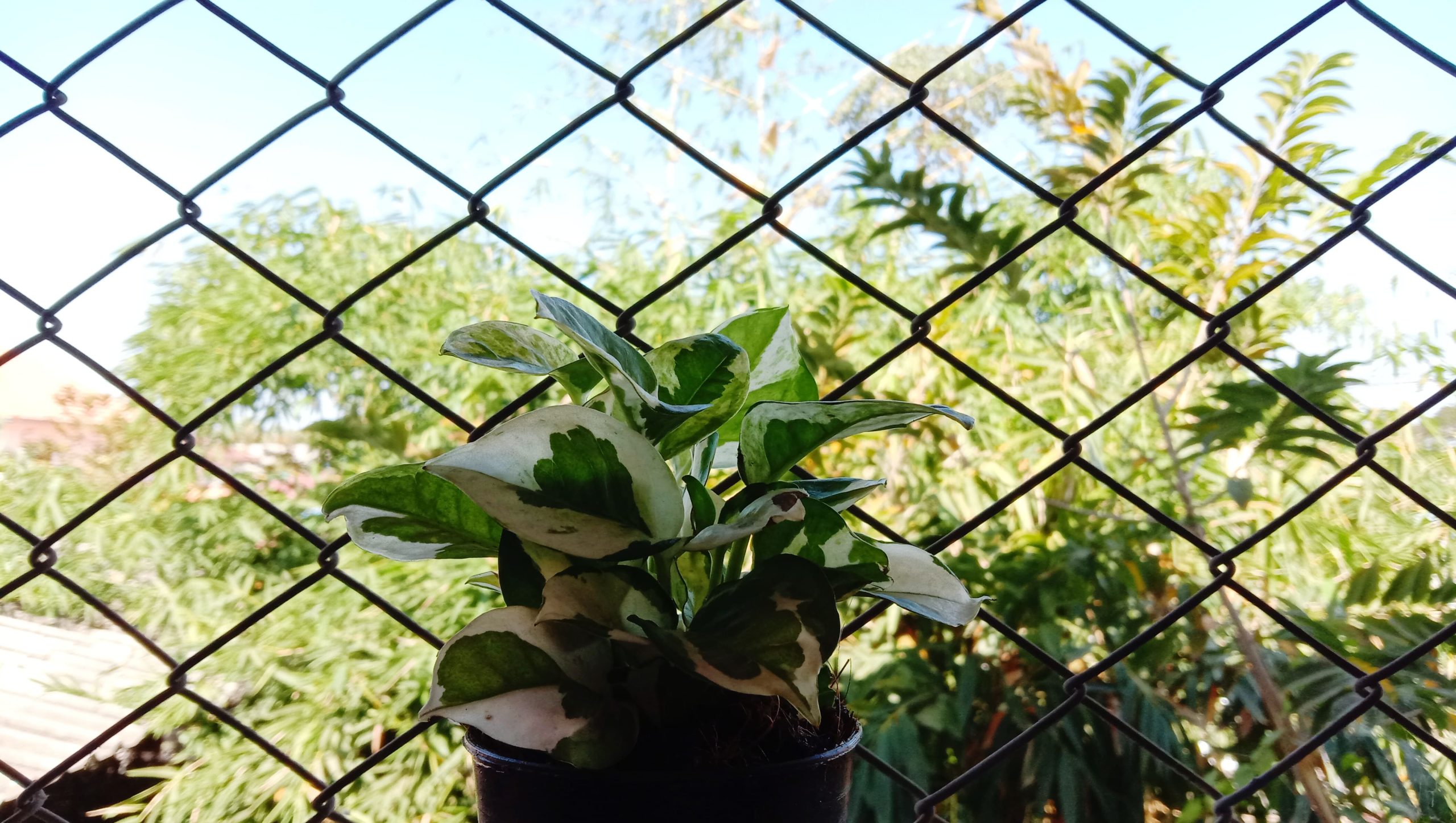 cerca aramada para jardim